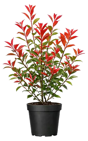 red russian kale plant Red Russian Kale – Redwood Seeds