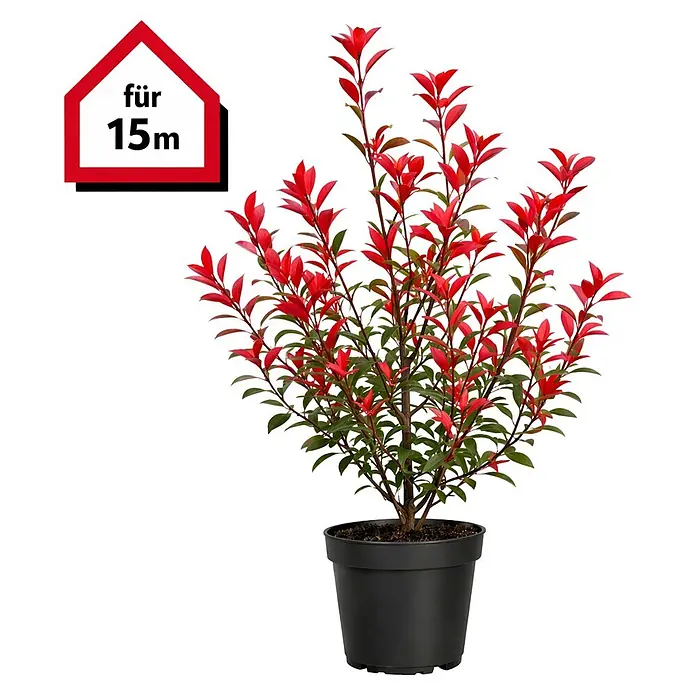 Piardino Glanzmispel Red Robin - 125 cm - 150 cm, Photinia fraseri 'Red Robin', 30 Stk. - Topfpflanze mit leuchtend roten und grünen Blättern im schwarzen Topf.