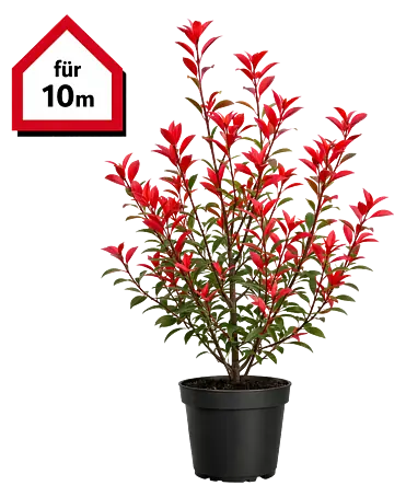 Piardino Glanzmispel Red Robin - 125 cm - 150 cm, Photinia fraseri 'Red  Robin', 20 Stk. online kaufen bei BAUHAUS