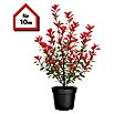 Piardino Glanzmispel Red Robin - 125 cm - 150 cm, Photinia fraseri 'Red  Robin', 20 Stk. online kaufen bei BAUHAUS