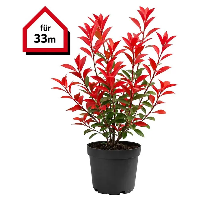 Piardino Glanzmispel Red Robin - 80 cm - 100 cm, Photinia fraseri 'Red Robin', 100 Stk. - Topfpflanze mit leuchtend roten und grünen Blättern in einem schwarzen Topf, mit einem hausförmigen Etikett 'für 33m'.
