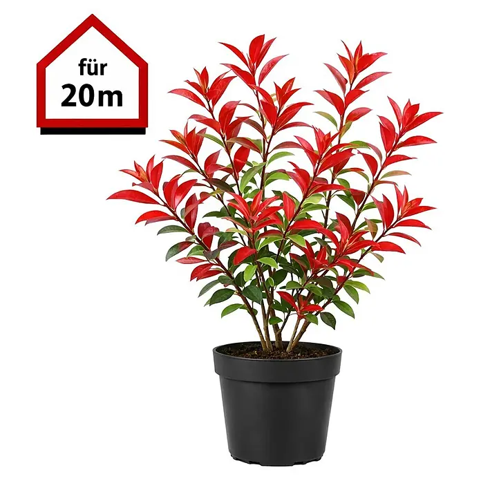 Piardino Glanzmispel Red Robin - 80 cm - 100 cm, Photinia fraseri 'Red Robin', 60 Stk. - Topfpflanze mit roten und grünen Blättern in einem schwarzen Topf, mit rotem Haus-Icon 'für 20m'.