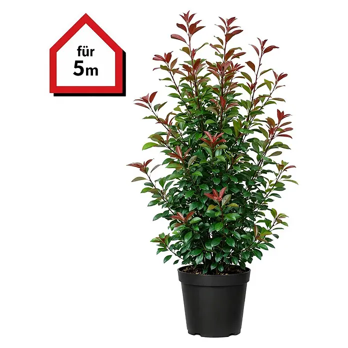 Piardino Glanzmispel Red Robin - 175 cm - 200 cm, Photinia fraseri 'Red Robin', 9 Stk. - Topfpflanze mit grünen und roten Blättern in schwarzem Topf, mit rotem „für 5m“-Etikett.
