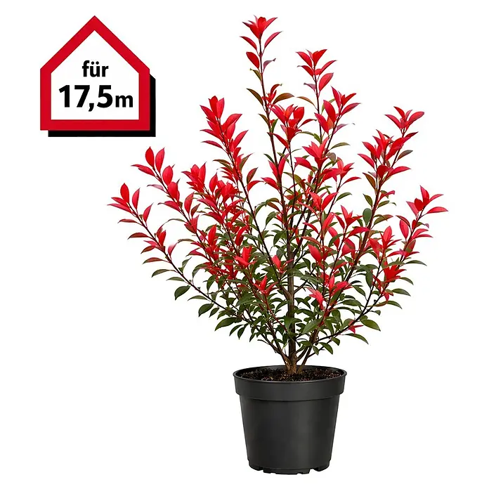 Piardino Glanzmispel Red Robin - 125 cm - 150 cm, Photinia fraseri 'Red Robin', 35 Stk. - Topfpflanze mit roten und grünen Blättern in schwarzem Topf, mit rotem hausförmigem Etikett 'für 17,5m'.