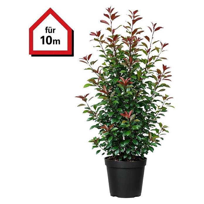 gummibaum ficus tineke Ficus Tineke bush - 100cm main image 1