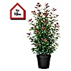 Piardino Glanzmispel Red Robin - 175 cm - 200 cm, Photinia fraseri 'Red  Robin', 18 Stk. online kaufen bei BAUHAUS