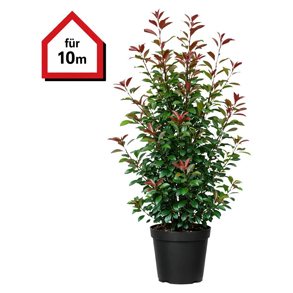 Piardino Glanzmispel Red Robin - 175 cm - 200 cm, Photinia fraseri 'Red  Robin', 18 Stk. online kaufen bei BAUHAUS