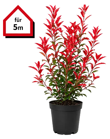 thuja smaragd 120-140 kaufen Thuja Smaragd 120-140 cm main image 1