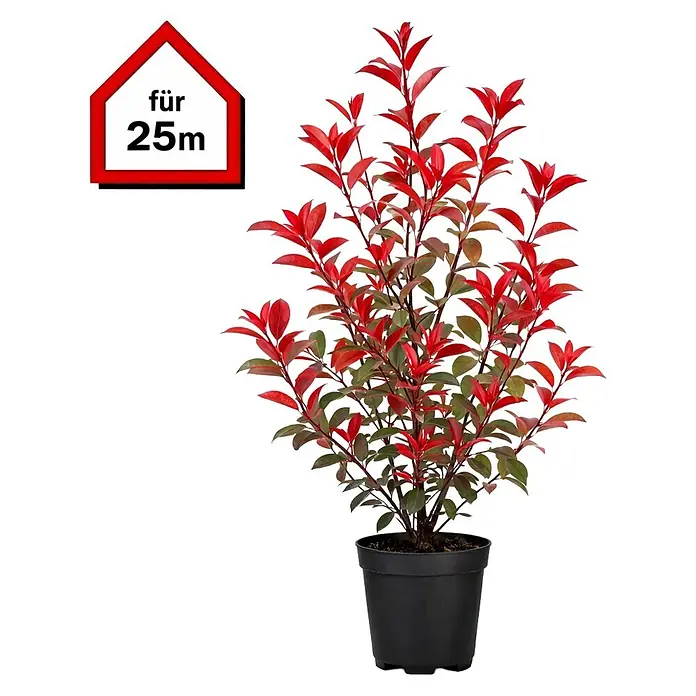 Piardino Glanzmispel Red Robin - 100 cm - 125 cm, Photinia fraseri 'Red Robin', 50 Stk. - Topfpflanze mit leuchtend roten und grünen Blättern in einem schwarzen Topf, daneben ein rotes Schild "für 25m".
