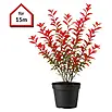 Piardino Glanzmispel Red Robin - 60 cm - 80 cm, Photinia fraseri 'Red Robin',  45 Stk. online kaufen bei BAUHAUS