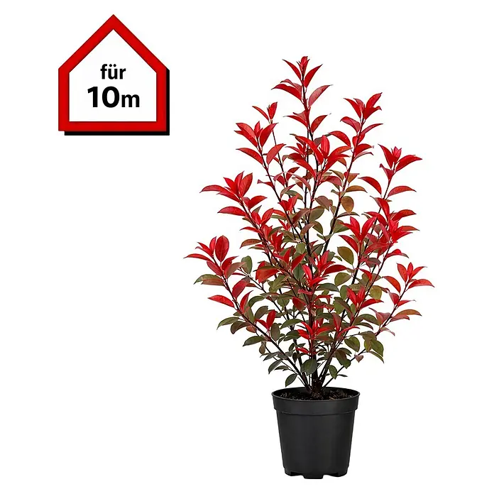 Piardino Glanzmispel Red Robin - 100 cm - 125 cm, Photinia fraseri 'Red Robin', 20 Stk. - Topfpflanze mit leuchtend roten und grünen Blättern in einem schwarzen Topf, mit einem hausförmigen Schild 'für 10m'.