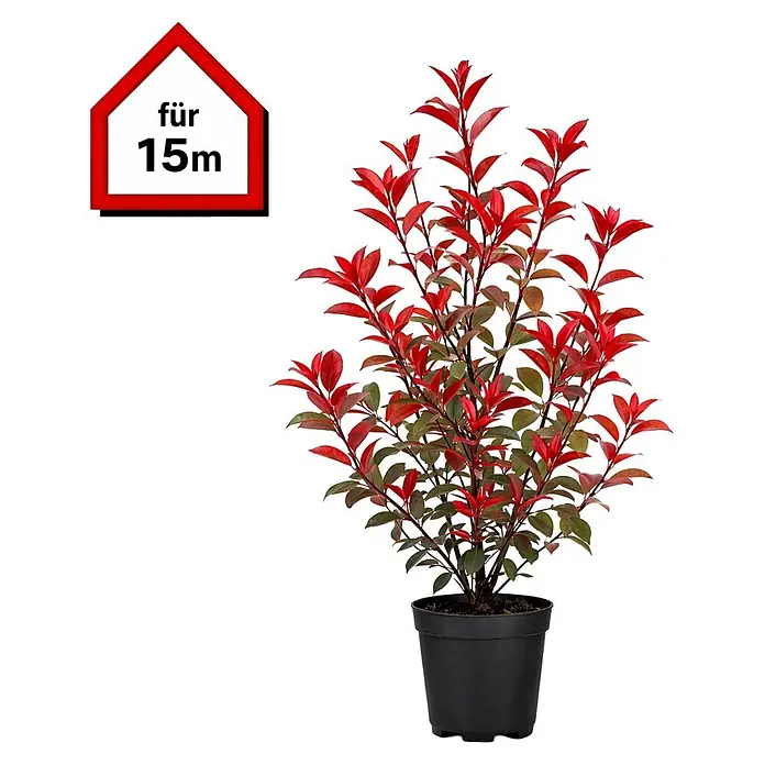 Piardino Glanzmispel Red Robin - 100 cm - 125 cm, Photinia fraseri 'Red Robin', 30 Stk. - Topfpflanze mit roten und grünen Blättern, daneben ein rotes Haus-Symbol mit 'für 15m'.
