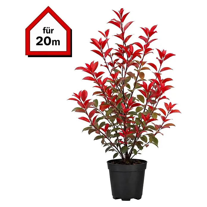 Piardino Glanzmispel Red Robin - 100 cm - 125 cm, Photinia fraseri 'Red Robin', 40 Stk. - Topfpflanze mit roten und grünen Blättern im schwarzen Topf, mit rotem Schild 'für 20m'.