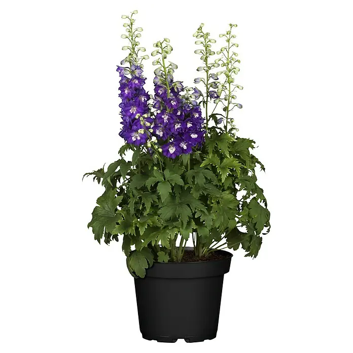 Piardino Staude verschiedene Sorten - In Sorten, Topfgröße: 19 cm - Eine Topfpflanze mit violetten Delphinium-Blüten und grünen Blättern, die eine elegante Note in jeden Raum bringt.