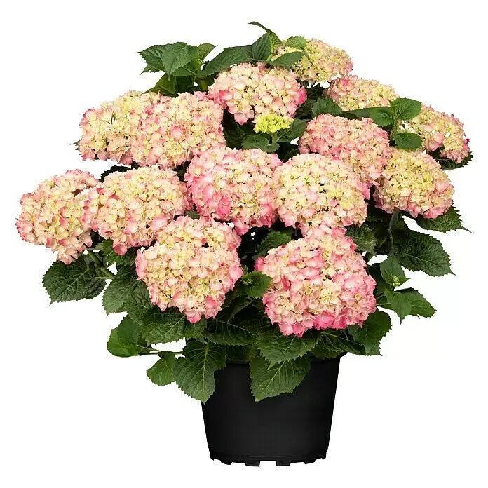 Piardino BauernhortensieHydrangea macrophylla, Hellrosa
