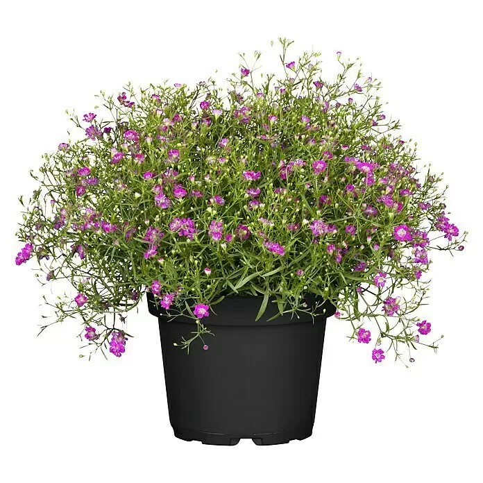 Piardino Mauer-Schleierkraut Gipsy - Gypsophila muralis, Rosa - Vorderansicht