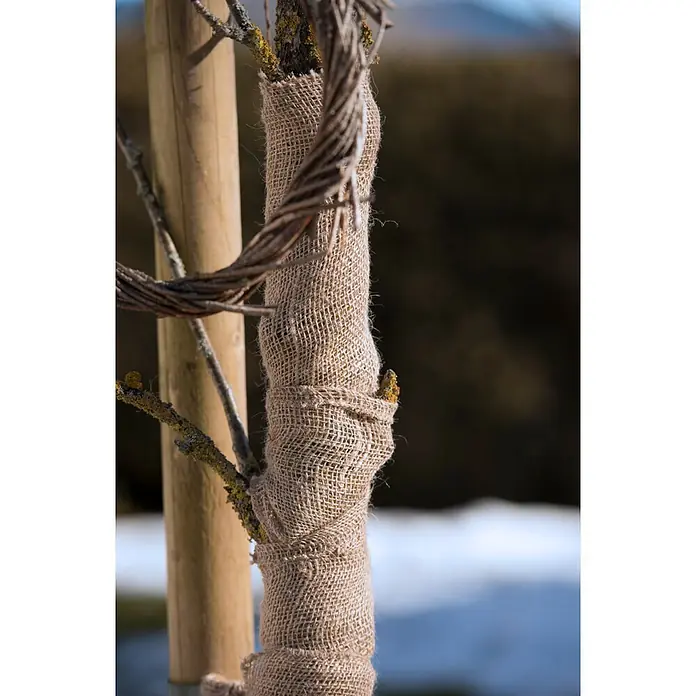 Windhager Jute-Gewebematte - L x B: 25 m x 10 cm, Beige - Junger Baumstamm in natürliches Sackleinen gewickelt, mit gedrehtem Seil an einem Holzpfahl befestigt.