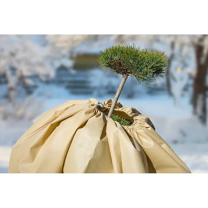 Windhager Winterschutzvlies - L x B: 2,4 x 1,9 m, Beige, 140 g/m² - Beigefarbener Pflanzenschutzsack schützt einen kleinen Nadelbaum im Winter, dessen Nadeln oben sichtbar sind.