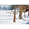 Windhager Winterschutzvlies Superprotect (L x B: 3 x 1,5 m, Beige, Grammatur: 70 g/m²)