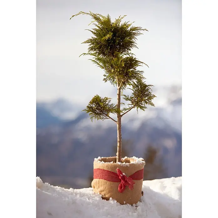 Windhager Jutevliesmatte - B x H: 3 x 1 m, Jutenaturfaser, Beige - Eine kleine immergrüne Pflanze in einem Topf aus Sackleinen mit rotem Band steht im Schnee, vor verschwommenen Bergen.
