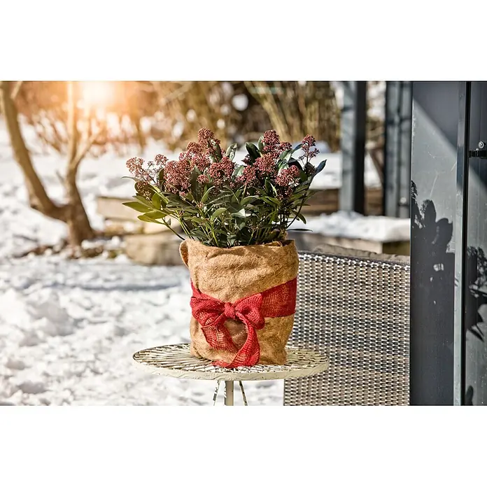 Windhager Jutevliesmatte - B x H: 3 x 1 m, Jutenaturfaser, Beige - Eine immergrüne Topfpflanze mit rötlichen Knospen, in Sackleinen mit roter Schleife, auf einem Gartentisch in winterlicher Schneelandschaft.