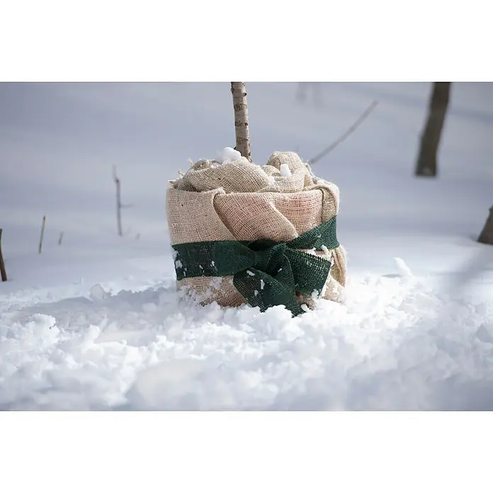 Windhager Jutegewebeband - Grün, L x B: 3 m x 6 cm - Ein junger Baum, zum Winterschutz in Sackleinen mit grünem Band gewickelt, steht im tiefen Schnee.