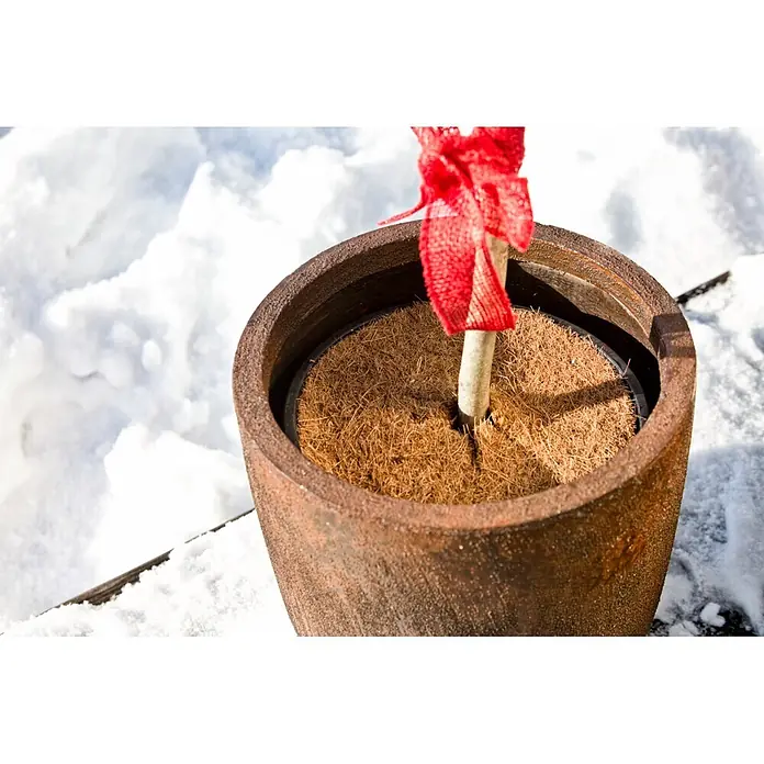 Windhager Kokosmulchscheibe Cocodisc - Durchmesser: 25 cm, Natur - Dunkelbrauner, strukturierter Pflanztopf mit hellem Stiel, roter Masche und Fasermaterial, umgeben von Schnee.