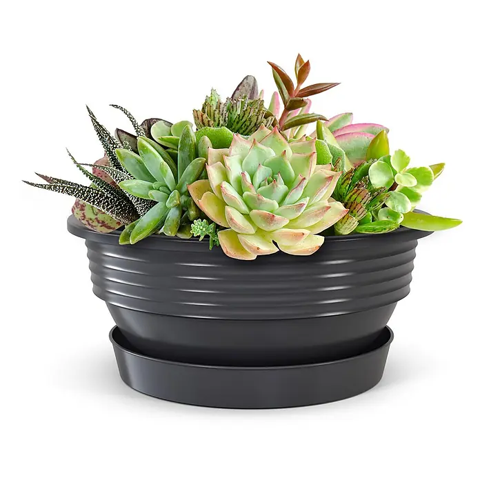 Plastard Pflanzschale rund 5er Set Pflanzenschalen Ø 52 cm mit Untersetzer rund – Anthrazit - 5 Stk., Außenmaß (Ø x H): 52 x 17,5 cm, Kunststoff, Anthrazit - Schwarzer gerippter Pflanztopf mit Untersetzer, gefüllt mit diversen Sukkulenten.