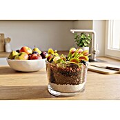 Canivoren im Weckglas 8