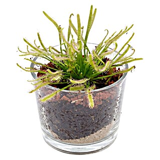 Piardino Fleischfressende Pflanze im Glas (Karnivore verschiedene Sorten, Topfgröße: 8 cm)