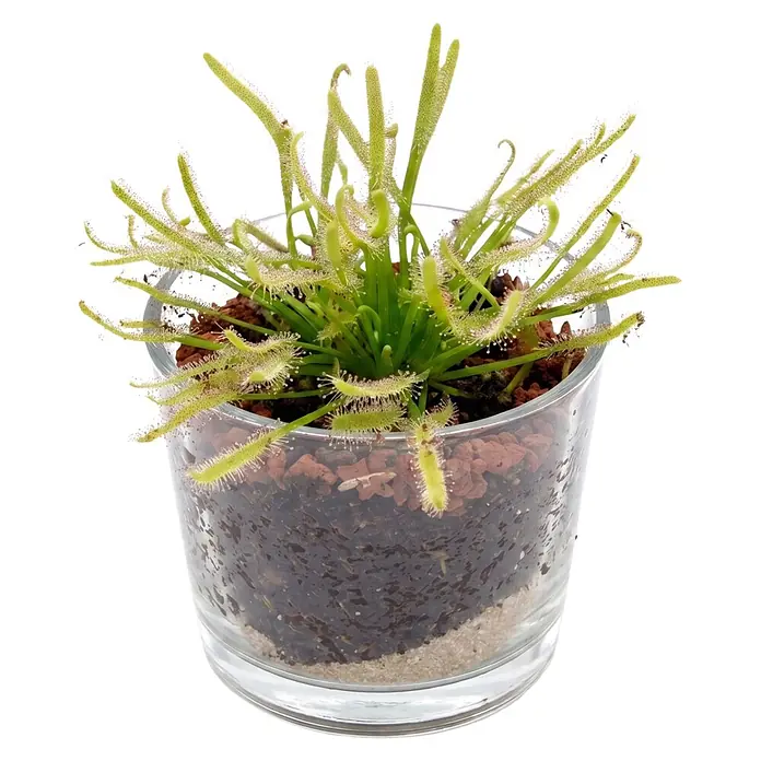 Piardino Fleischfressende Pflanze im Glas - Karnivore verschiedene Sorten, Topfgröße: 8 cm - Grüne Pflanze mit tauartigen Blättern in klarem Glasgefäß.