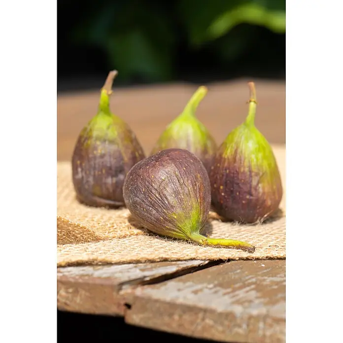 Feigenbaum - Ficus carica, Topfgröße: 50 cm - Vier reife lila-grüne Feigen liegen auf einem Stück Sackleinen auf einer Holzoberfläche.