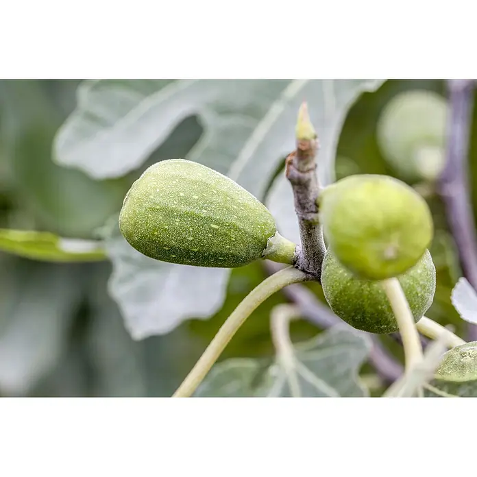 Feigenbaum - Ficus carica, Topfgröße: 50 cm - Zwei grüne Feigen, eine scharf fokussiert mit weißen Sprenkeln, wachsen an einem Ast.