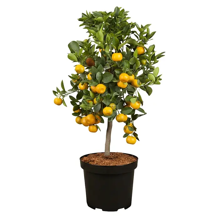 Calamondin-Orange - Citrus mitis, Topfgröße: 24 cm - Ein kleiner Topf-Kumquatbaum mit leuchtend grünem Laub und zahlreichen reifen orangefarbenen Früchten.