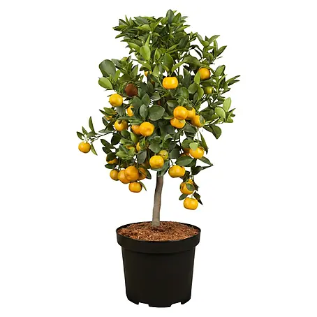 Calamondin-Orange