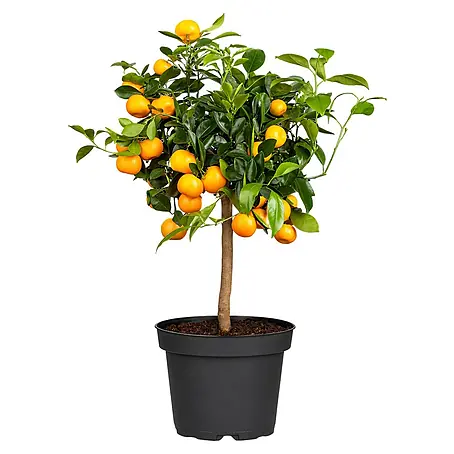 Calamondin-Orange