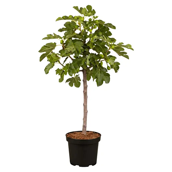 Feigenbaum - Ficus carica, Topfgröße: 50 cm - Getopfter Feigenbaum mit grünen Blättern, kleinen grünen Feigen und braunem Stamm in schwarzem Topf mit brauner Erde.
