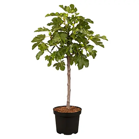 Feigenbaum