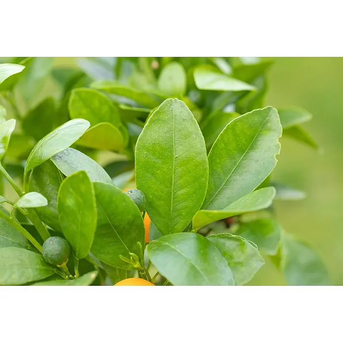 Calamondin-Orange - Citrus mitis, Topfgröße: 24 cm - Satte grüne Blätter einer Zitruspflanze mit kleinen, sich entwickelnden grünen und orangen Früchten.