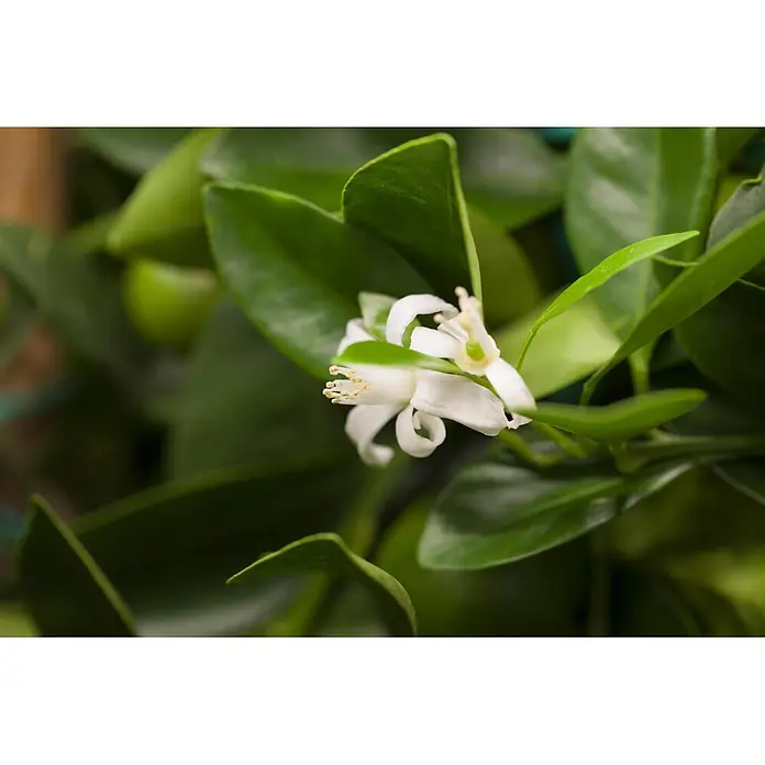 Calamondin-Orange - Citrus mitis, Topfgröße: 24 cm - Weiße Zitrusblüten mit gelben Staubblättern und grünen Stempeln zwischen dunkelgrünen Blättern und kleinen grünen Früchten.