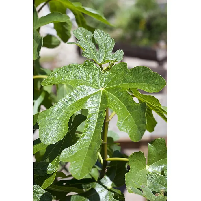 Feigenbaum - Ficus carica, Topfgröße: 50 cm - Üppige grüne Feigenblätter mit ausgeprägten Adern, teils glänzend, an einem Ast wachsend.