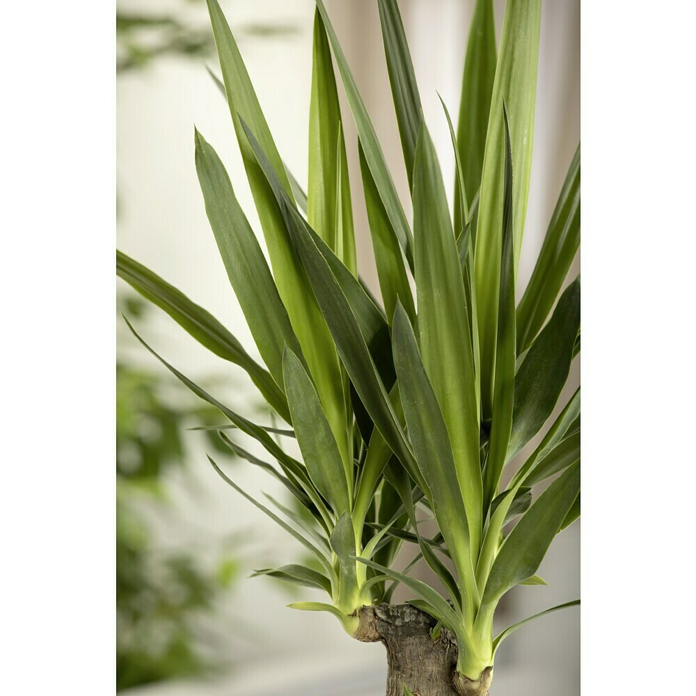 Palma Yucca Filifera - Giglio Di Palma - Pianta Resistente 60 Cm Con Vaso - Agave Filifera Qualità A+ - 2