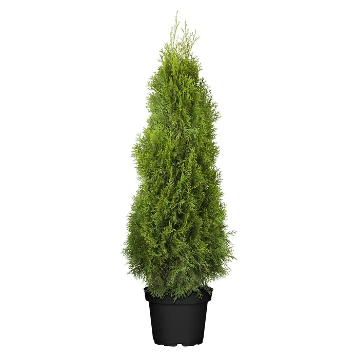 Piardino Lebensbaum Smaragd - 130 cm - 140 cm, Thuja occidentalis 'Smaragd' - Grüner Zypressenbaum in schwarzem Plastiktopf.