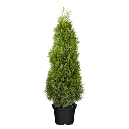 Piardino  Lebensbaum Smaragd