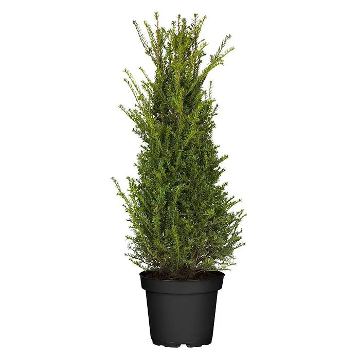 Heimische Eibe - Taxus baccata, Topfgröße: 26 cm, 130 cm - 140 cm - Grüne immergrüne Pflanze mit dichtem Laub in einem runden schwarzen Kunststofftopf.