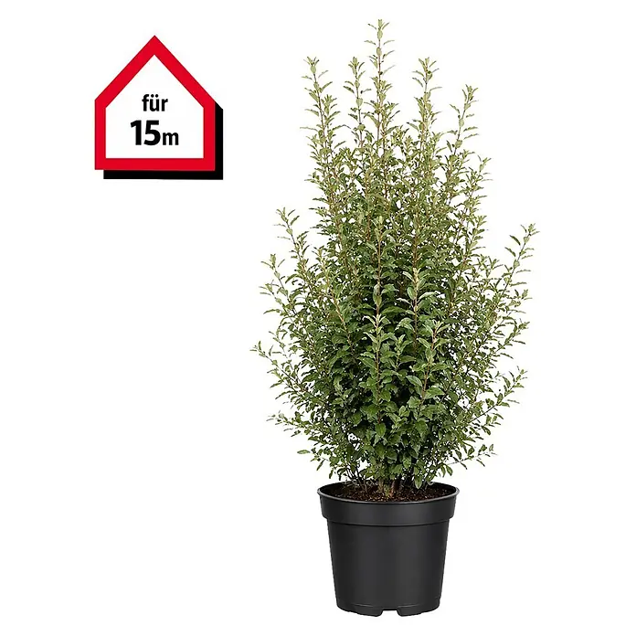 Piardino Wintergrüne Ölweide - 80 cm - 100 cm, Elaeagnus × ebbingei, 45 Stk. - Grüner Topfstrauch in einem schwarzen Topf, mit Grafik 'für 15m' für die Abdeckung.