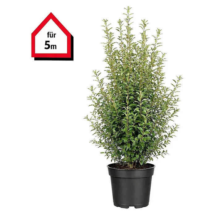 Piardino Wintergrüne Ölweide - 80 cm - 100 cm, Elaeagnus × ebbingei, 15 Stk. - Getopfte grüne Pflanze in einem schwarzen Topf mit hausförmigem Etikett 'für 5m'.
