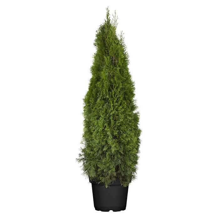 thuja bretter Arborvitae main image 0