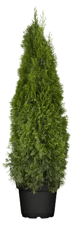 Piardino Lebensbaum Smaragd - 200 cm, Thuja occidentalis 'Smaragd' online  kaufen bei BAUHAUS
