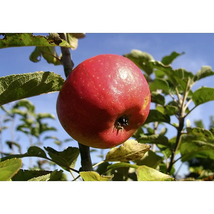 Apfelbaum Pilot - Malus domestica Pilot, Erntezeit: September - Ein leuchtend roter Apfel hängt an einem Ast, umgeben von grünen Blättern, vor einem strahlend blauen Himmel.